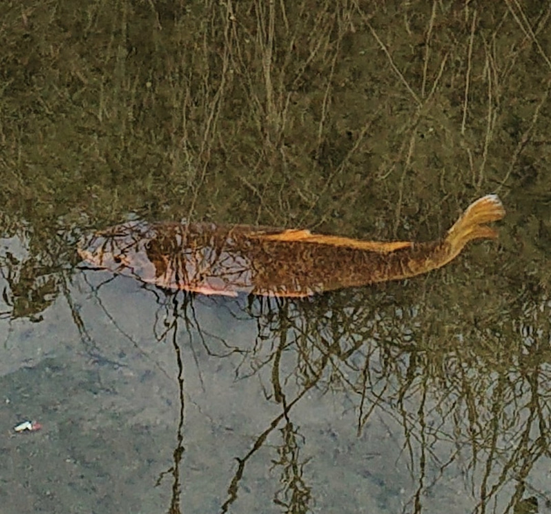 お散歩に行きました！