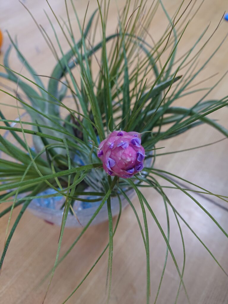 エアープランツ