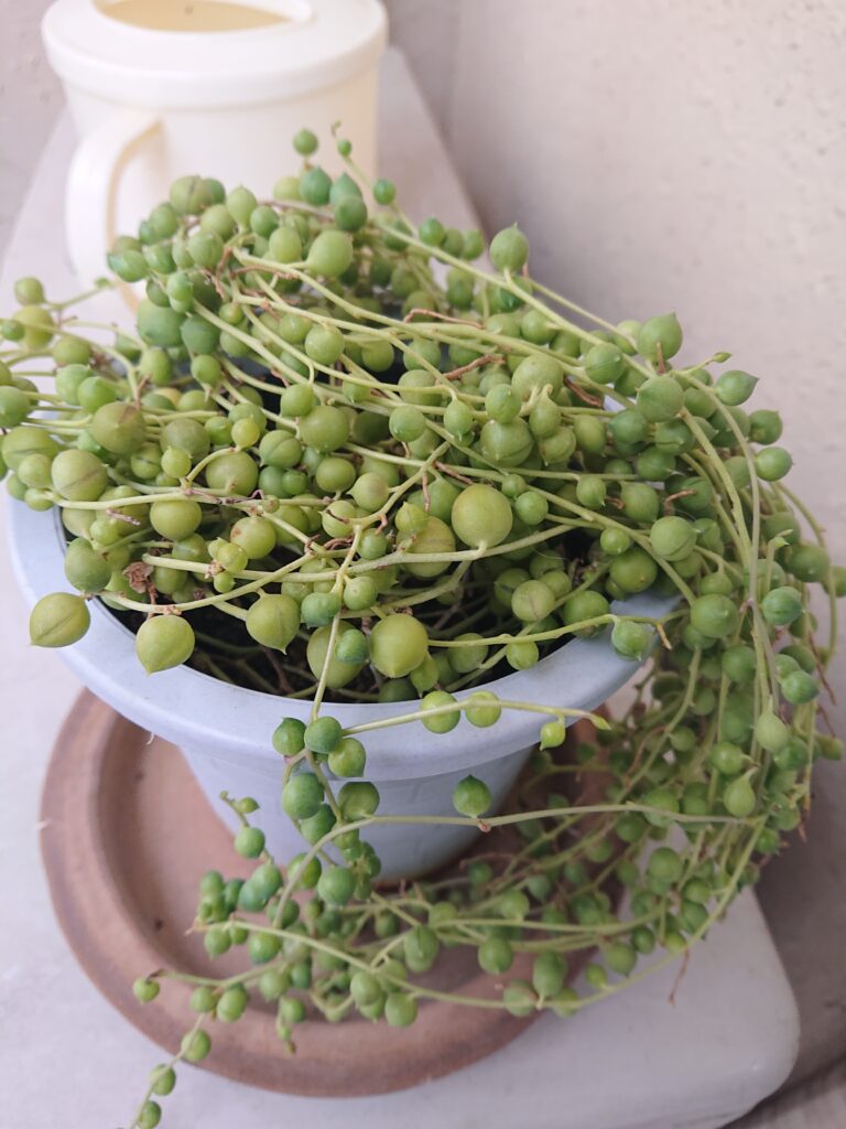 グリーンネックレス