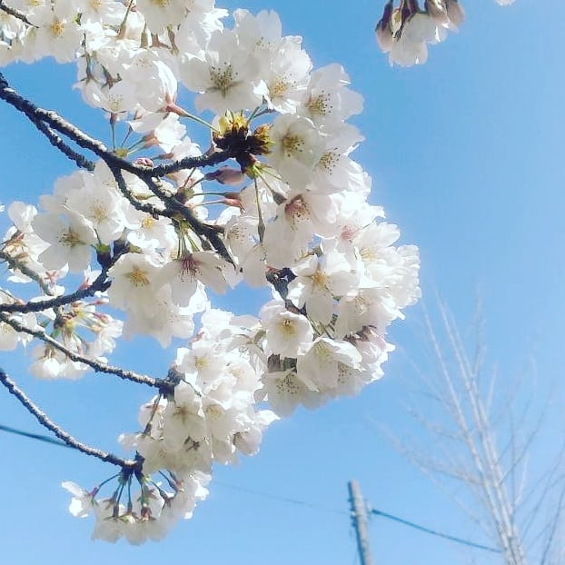 桜