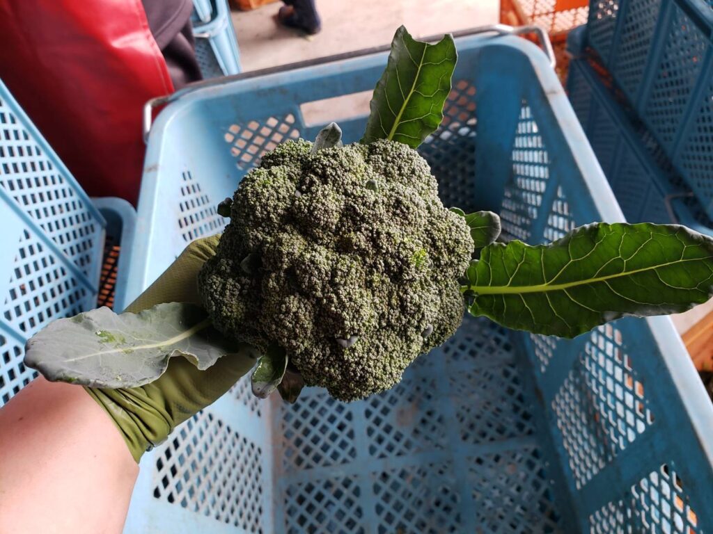 5月ひまわり便り