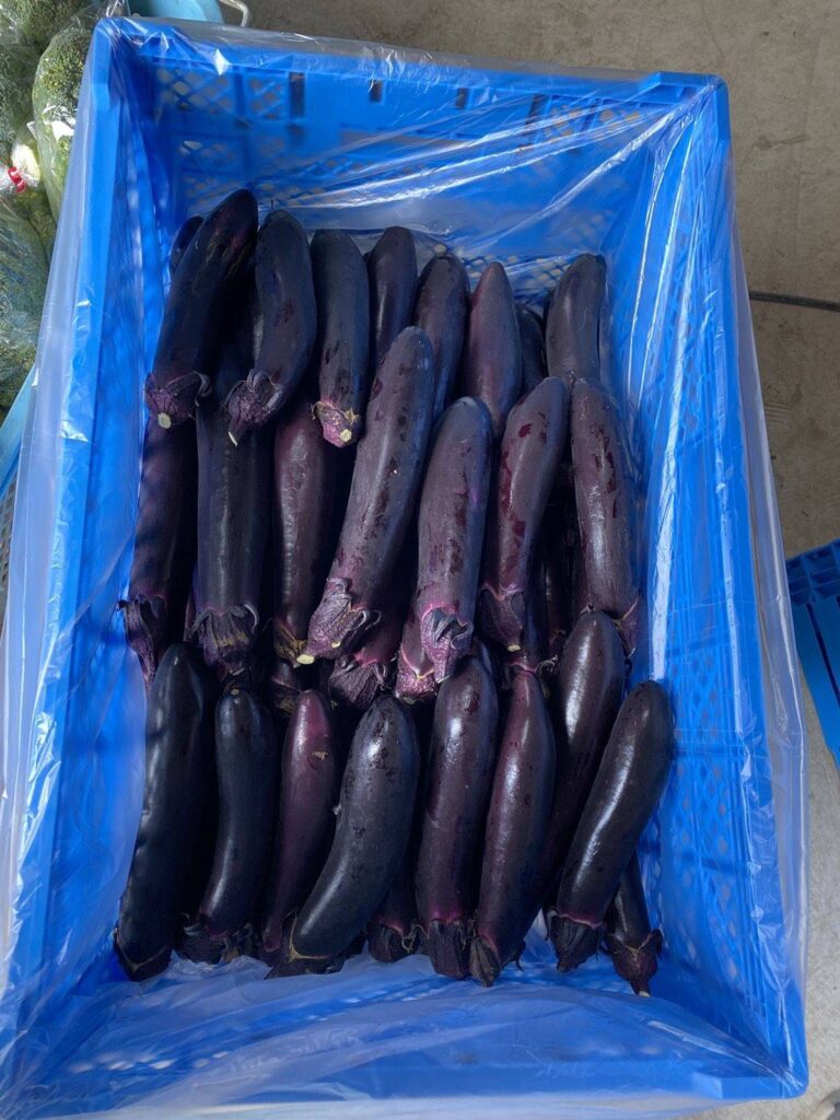 6月ひまわり便り