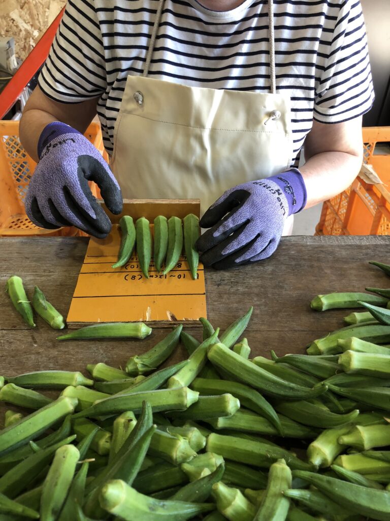 7月ひまわり便り
